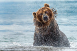 Shaking - Kamchatka, Russia Poster och Canvastavla