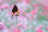 Beautiful Butterfly Poster och Canvastavla