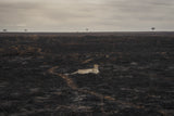 Savannah Burning Poster och Canvastavla