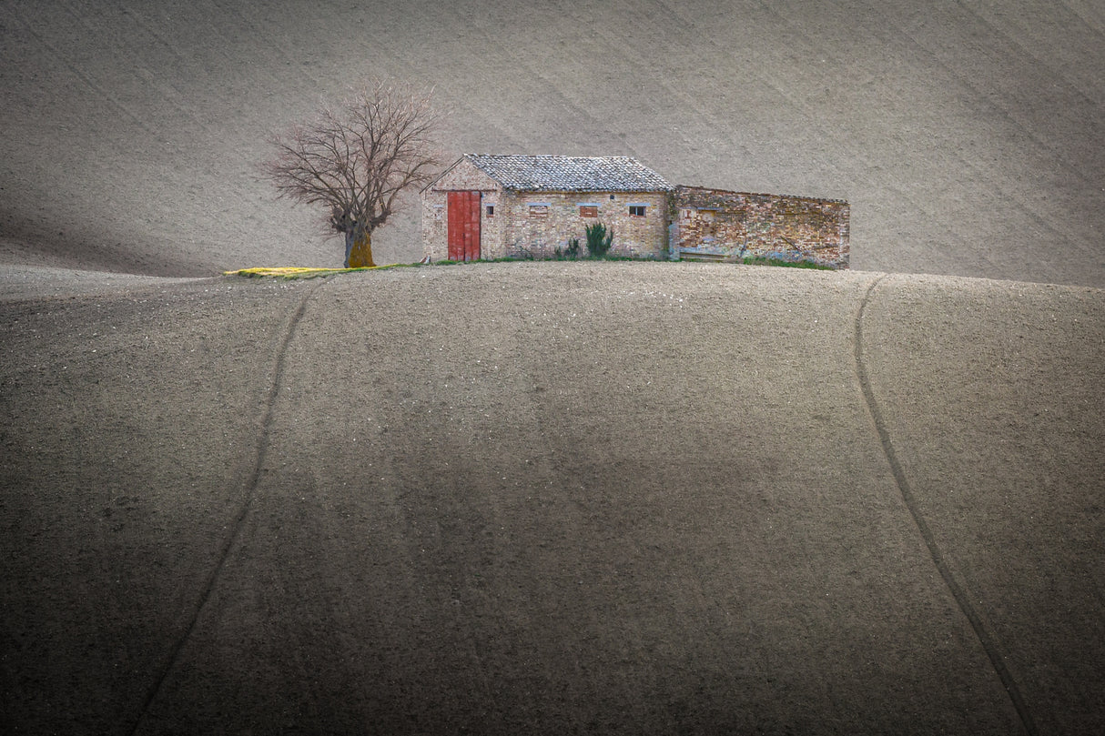 The mulberry tree and the farmhouse Poster och Canvastavla