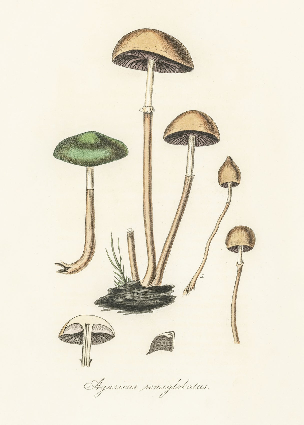 Agaricus Semiglobatus Poster och Canvastavla