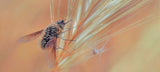 Morning and dew ... Poster och Canvastavla