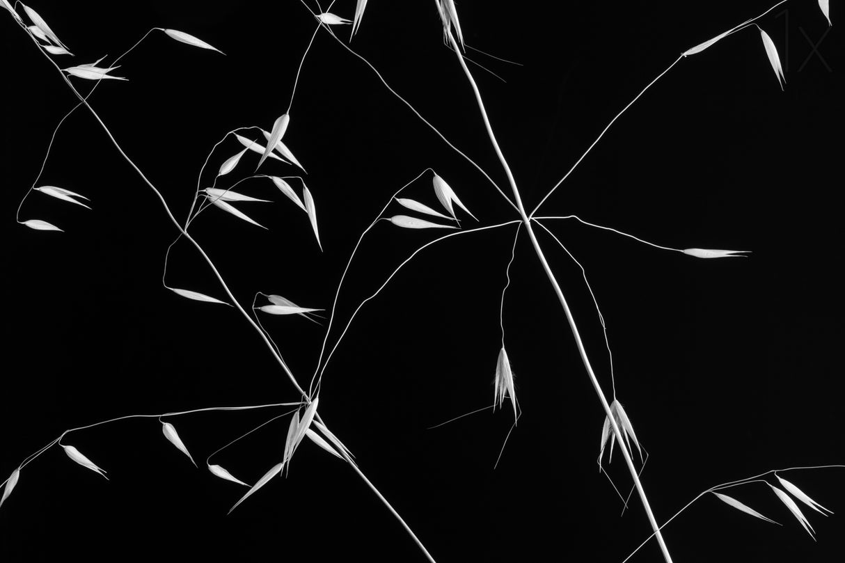 Crossed Lines Poster och Canvastavla