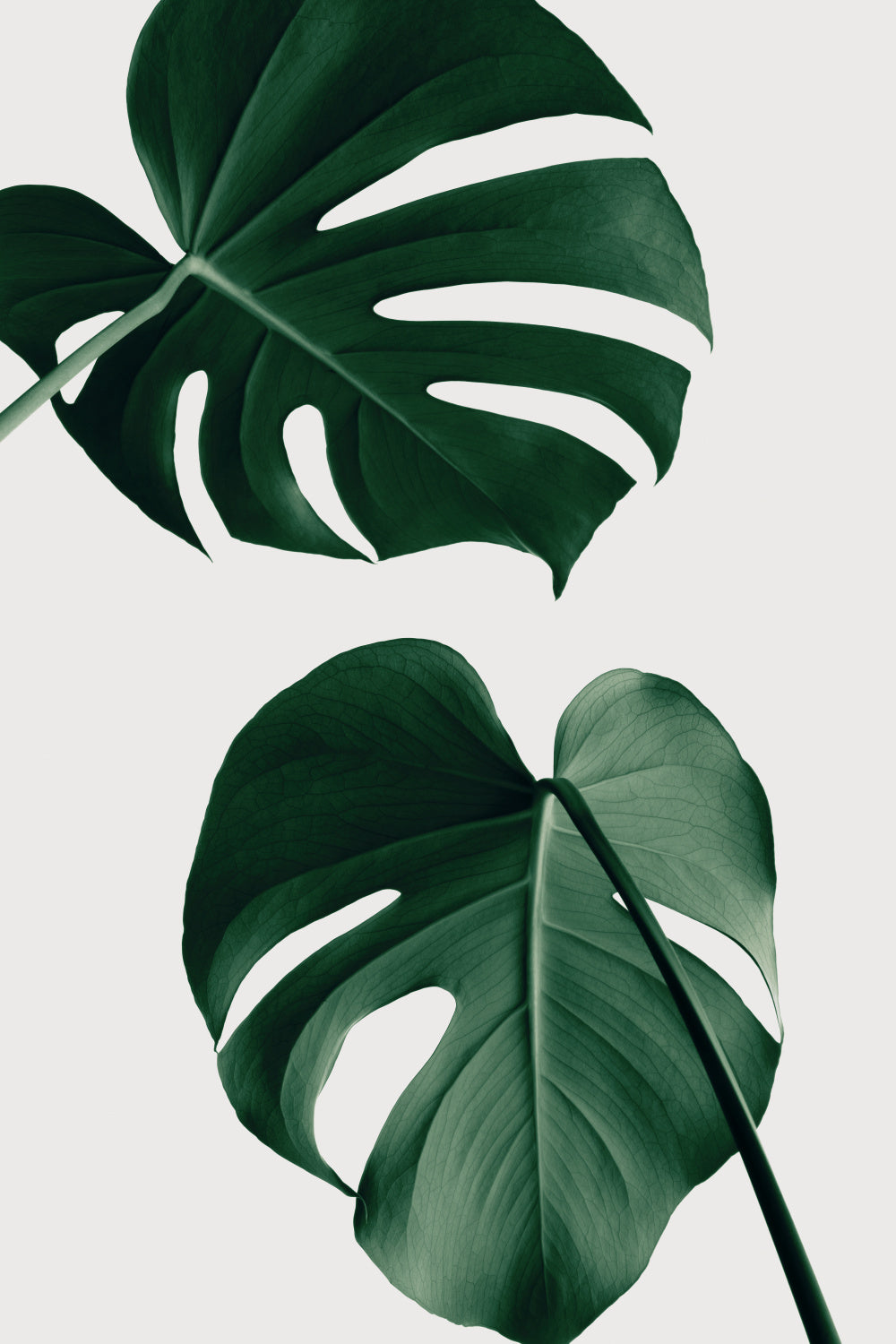 Monstera Natural 18 Poster och Canvastavla