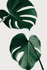 Monstera Natural 18 Poster och Canvastavla