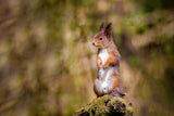 Curious Squirrel From Norwegian woods Poster och Canvastavla