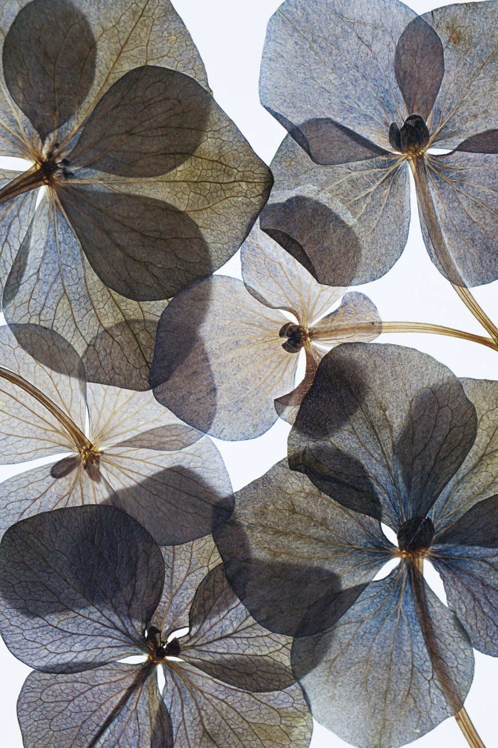 Botanical #21 Poster och Canvastavla