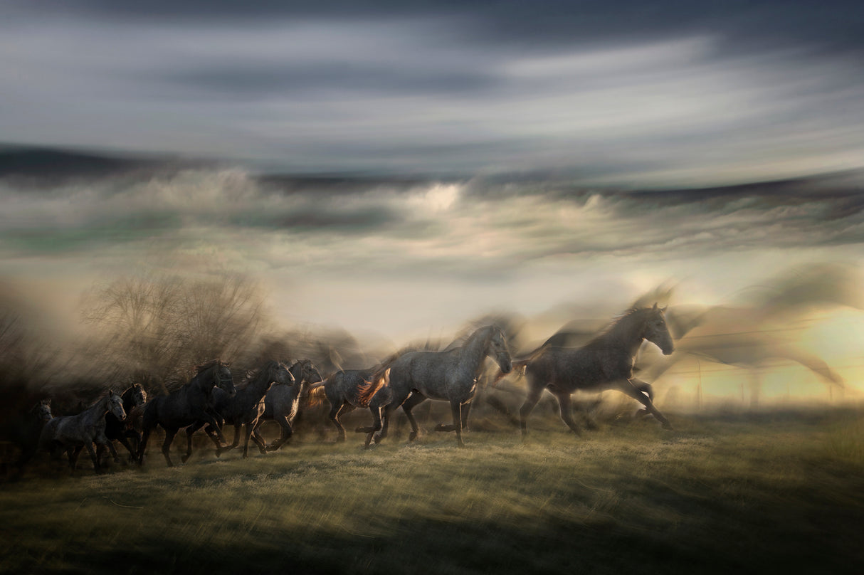 in gallop Poster och Canvastavla