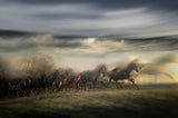 in gallop Poster och Canvastavla