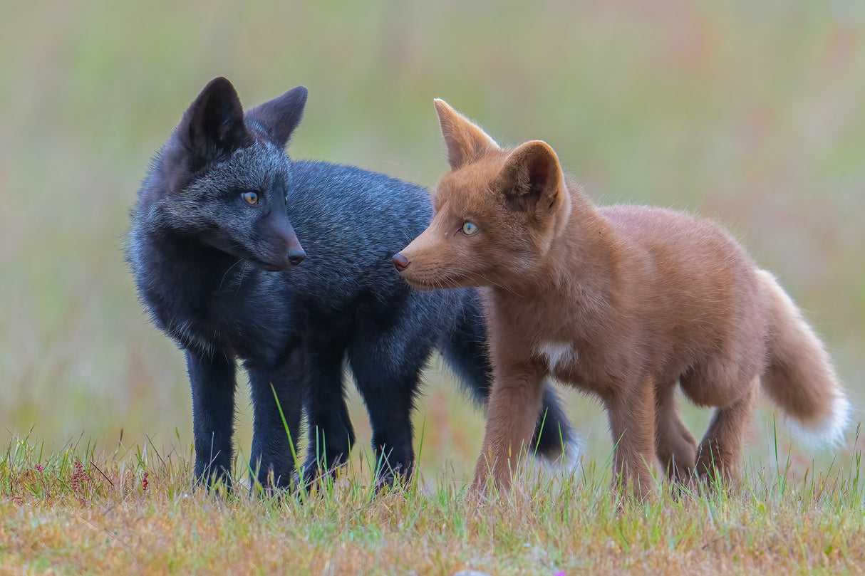Red Fox Kits Poster och Canvastavla