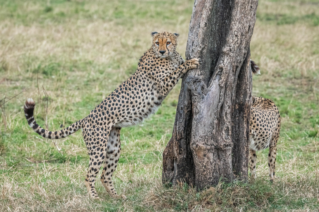 Marking territory Poster och Canvastavla
