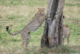 Marking territory Poster och Canvastavla
