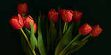 Orange tulips Poster och Canvastavla