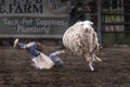 Victor in Mutton Busting Poster och Canvastavla