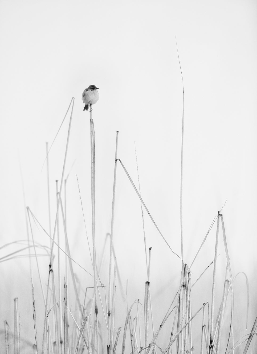 contemplations Poster och Canvastavla