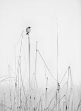 contemplations Poster och Canvastavla
