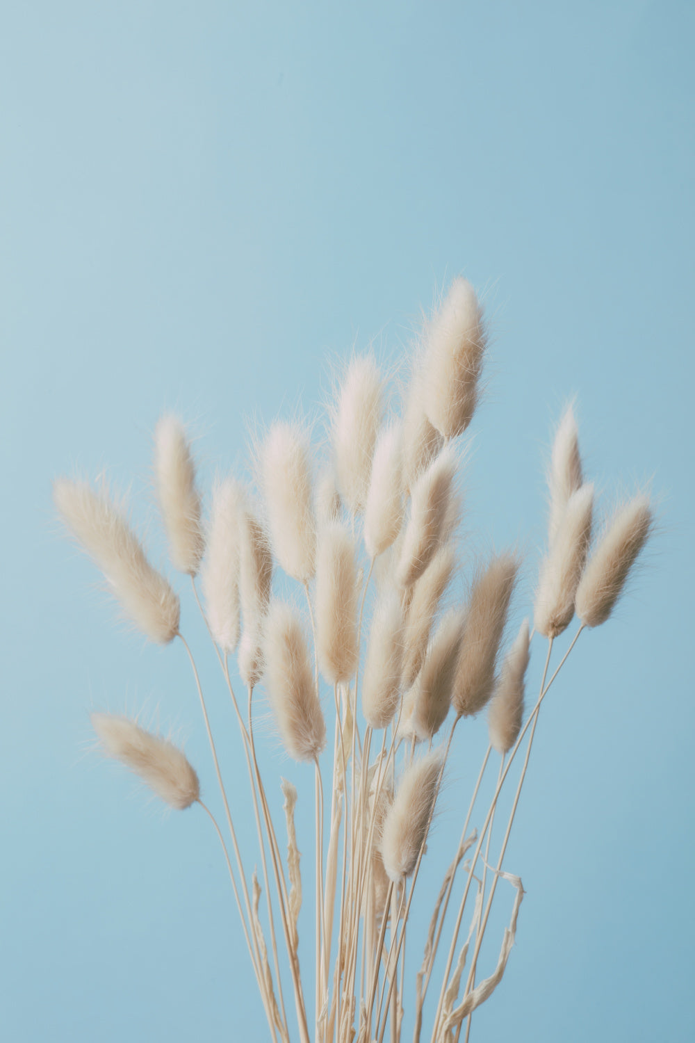 Bunny Grass No 3 Poster och Canvastavla