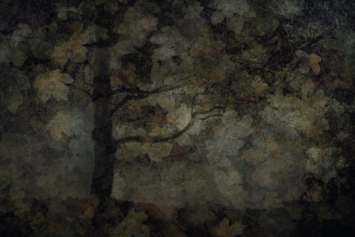 Dark forest Poster och Canvastavla