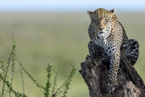 The Ghost of Serengeti Poster och Canvastavla