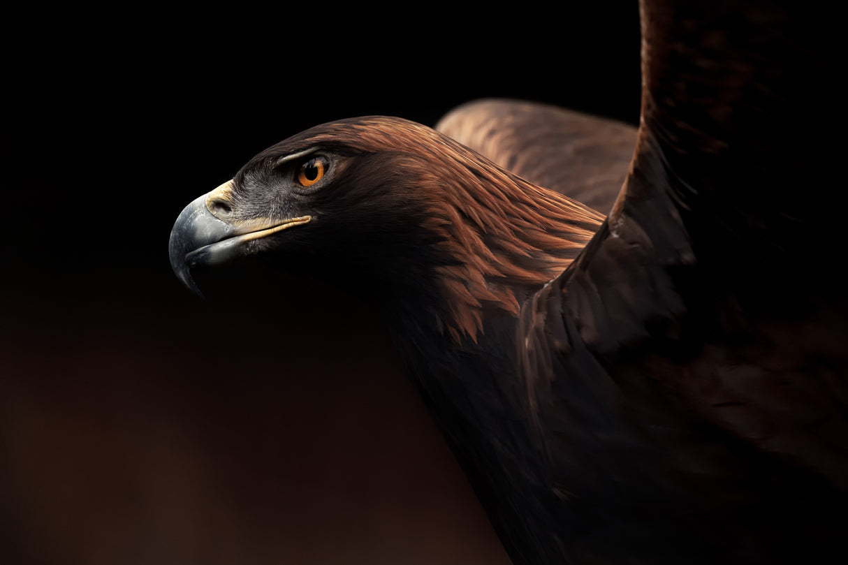 Golden Eagle portrait Poster och Canvastavla