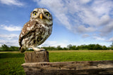 Little owl \ wide angle Poster och Canvastavla