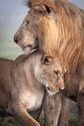 Wild Love Poster och Canvastavla