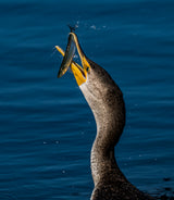 Cormorant and Fish Poster och Canvastavla