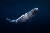 Humpback Whale Poster och Canvastavla