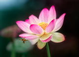 The Lotus Poster och Canvastavla