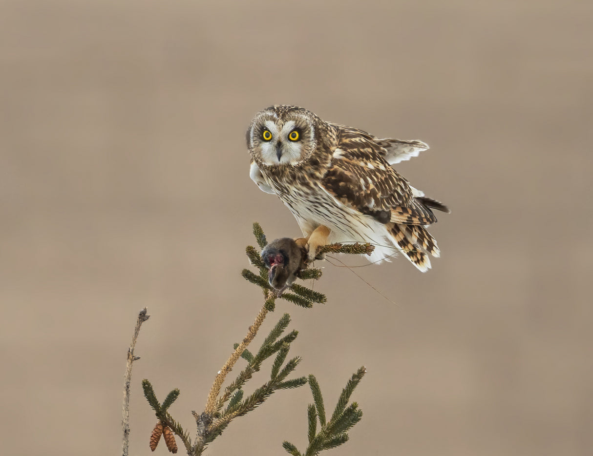 Short-eared Owl-2 Poster och Canvastavla