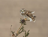 Short-eared Owl-2 Poster och Canvastavla