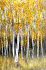 Golden trees Poster och Canvastavla