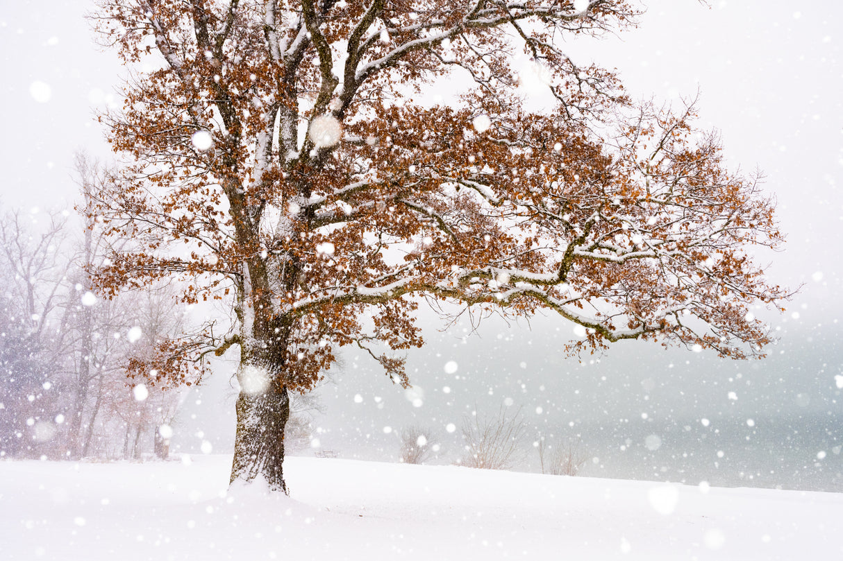 Winter at the lake Poster och Canvastavla