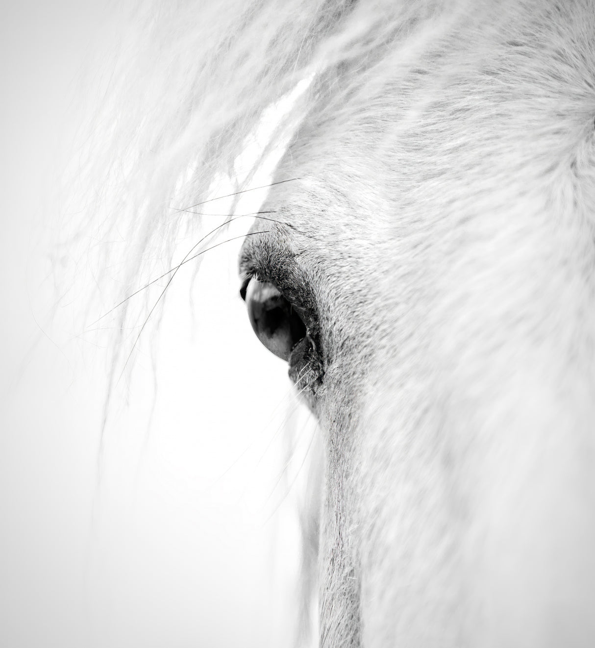 Hose eye Poster och Canvastavla