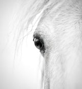 Hose eye Poster och Canvastavla