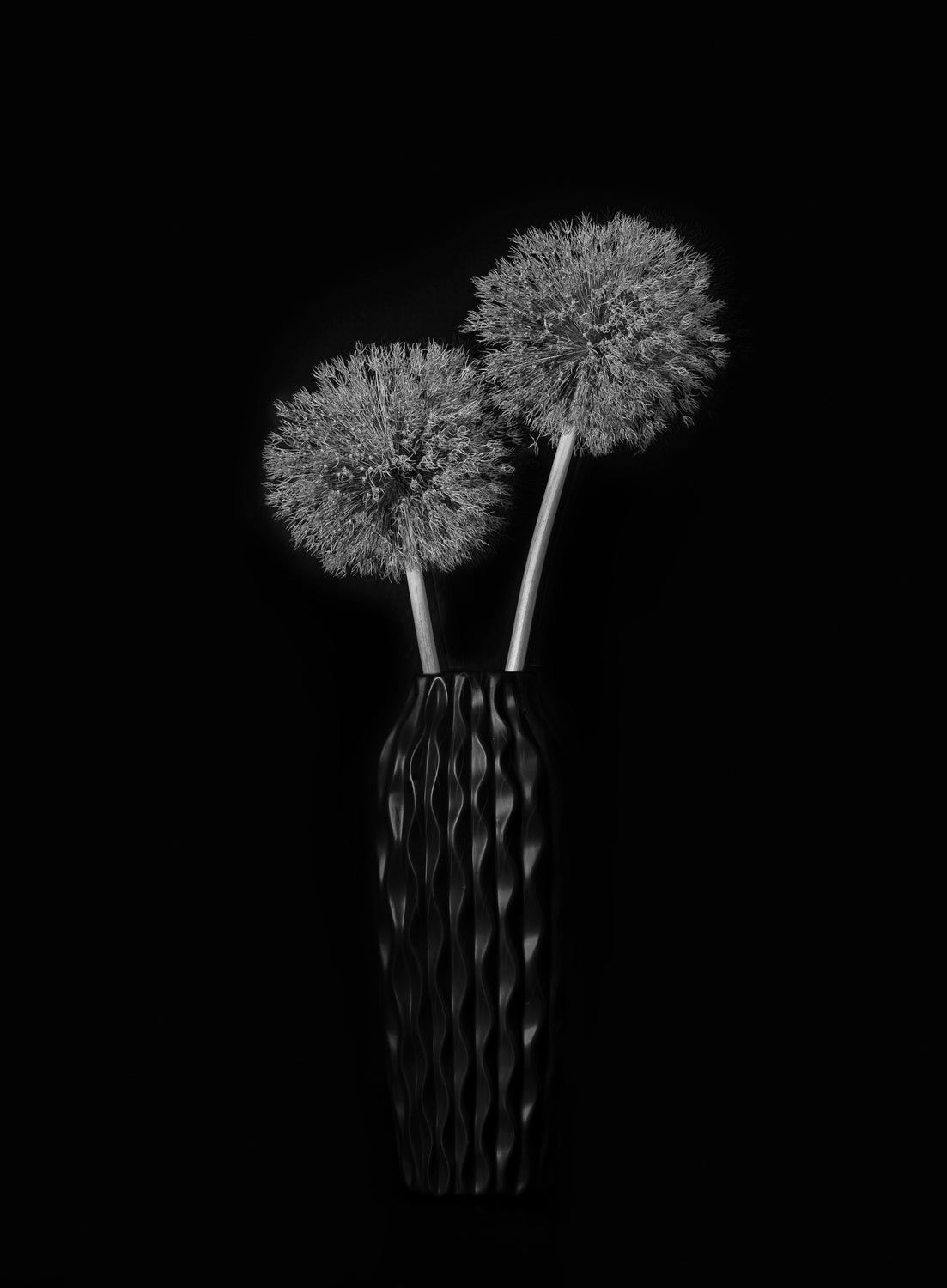 Dry Giant Allium Poster och Canvastavla