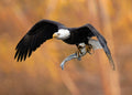 The eagle’s prey in the fall Poster och Canvastavla