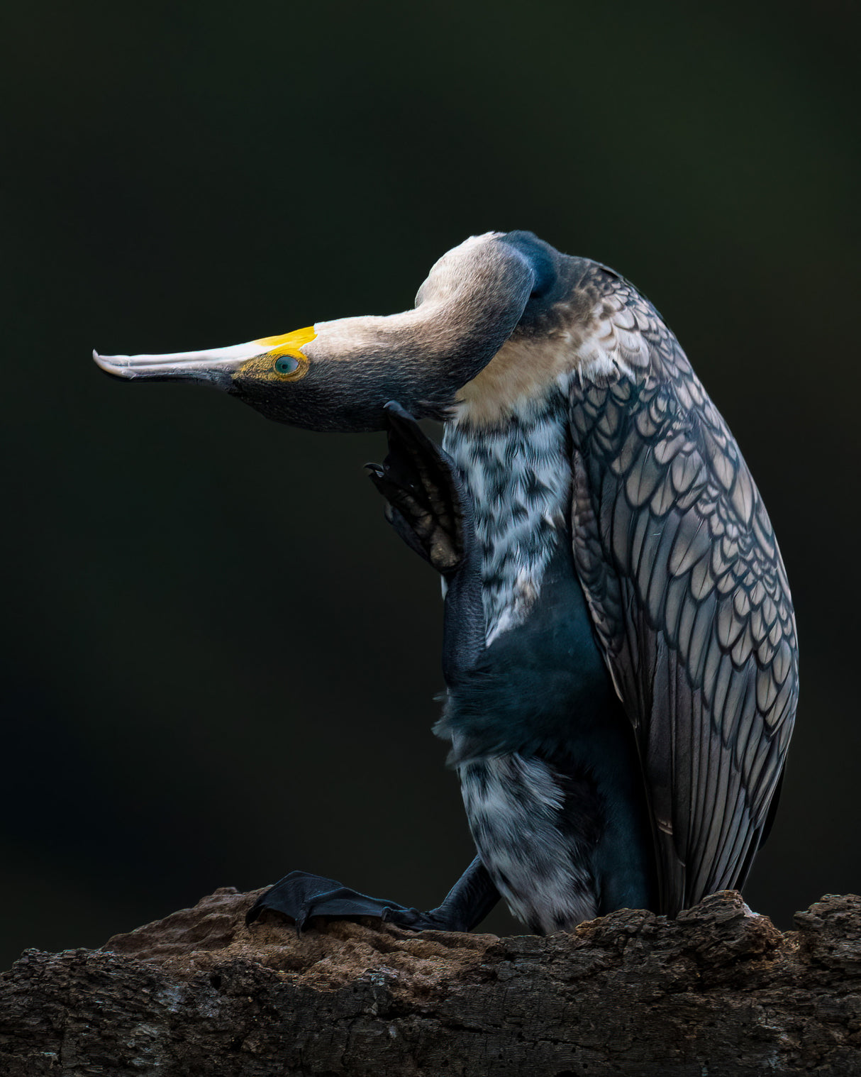 Cormorant Poster och Canvastavla