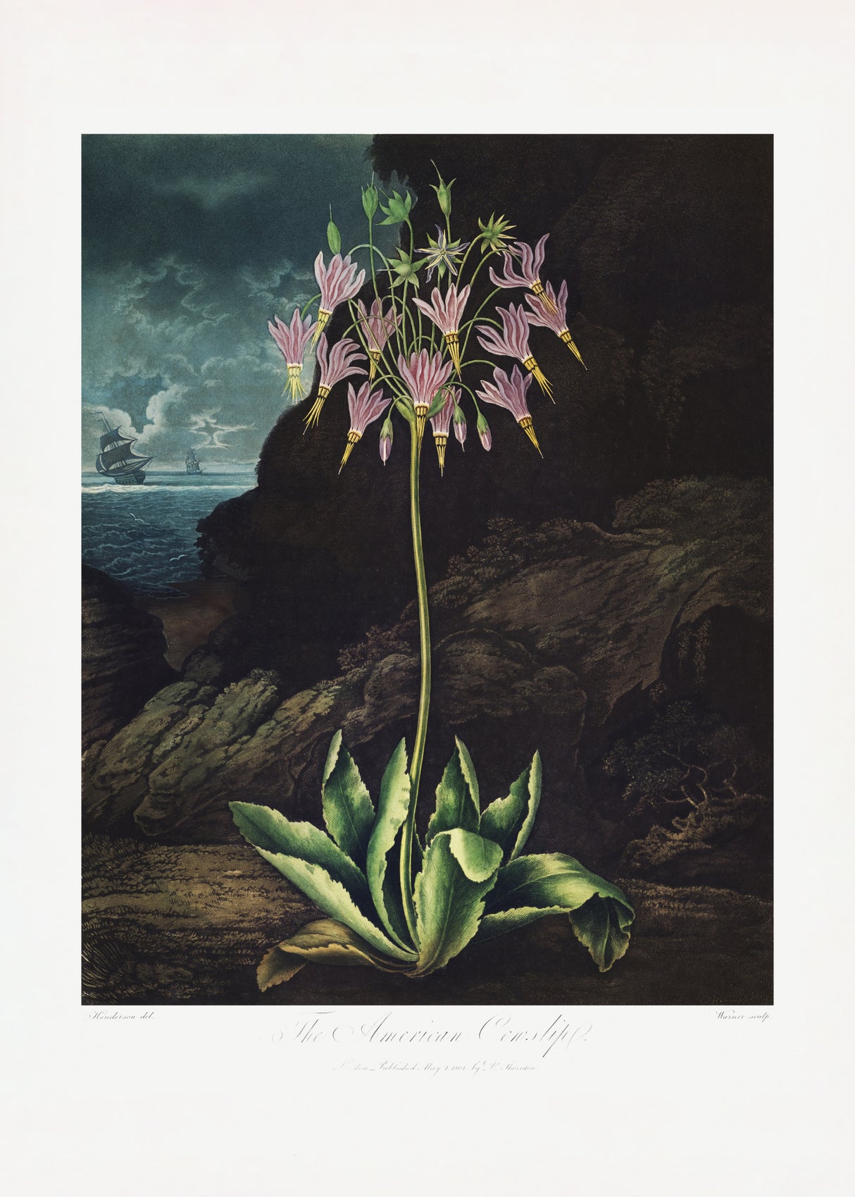 The American Cowslip from The Temple of Flora (1807) Poster och Canvastavla