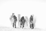 Running in the snow Poster och Canvastavla
