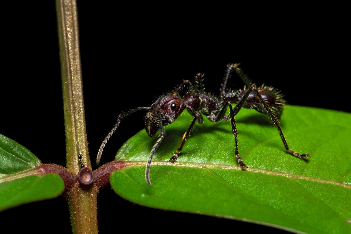 Paraponera clavata Poster och Canvastavla