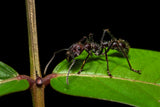 Paraponera clavata Poster och Canvastavla