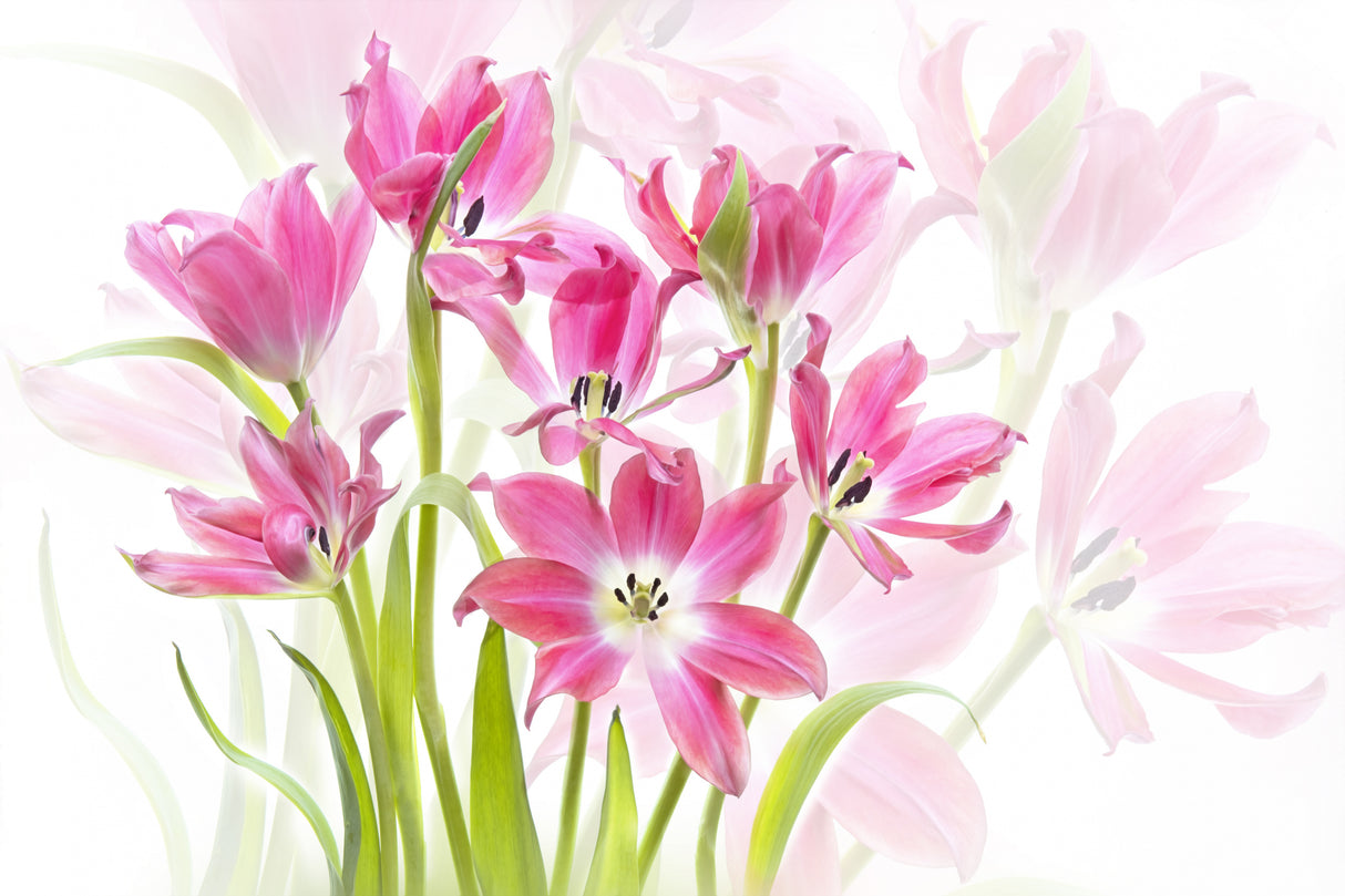 Forever Spring Poster och Canvastavla