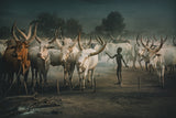 Mundari cattle camp-Child Poster och Canvastavla