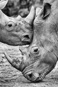Face to face Poster och Canvastavla