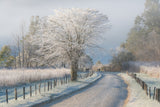A Frosty Morning Poster och Canvastavla