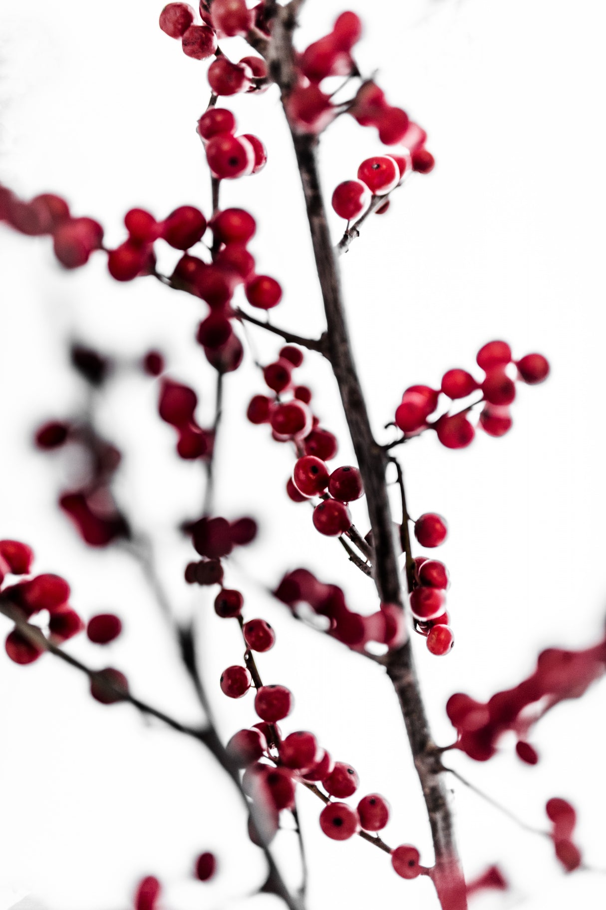 Red Berries 1 Poster och Canvastavla