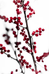 Red Berries 1 Poster och Canvastavla