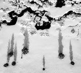 The Shape of Winter Poster och Canvastavla