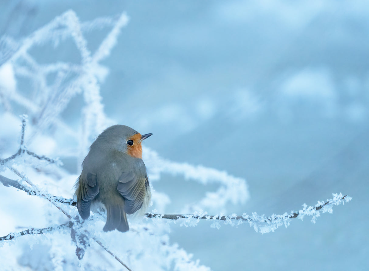 Robin on a chilly winter day Poster och Canvastavla